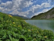 52 Distese di  Trollius europaeus (Botton d'oro) sulla riva del lago 